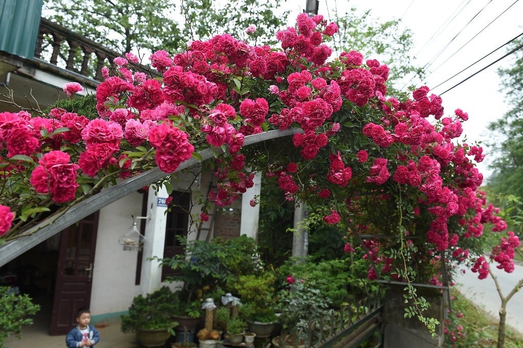 Nhung hang rao hoa hong lang man o Sa Pa hinh anh