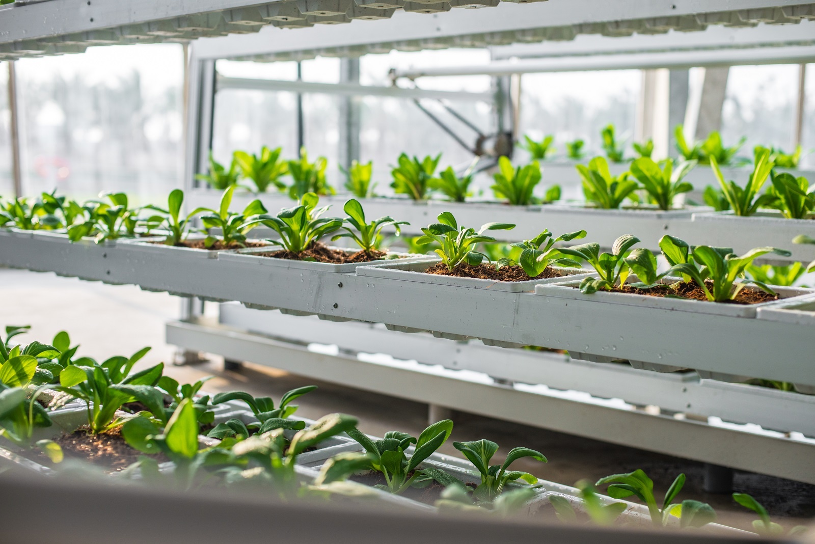 Mo hinh canh tac nhieu tang tai nong truong thong minh Hoi An hinh anh