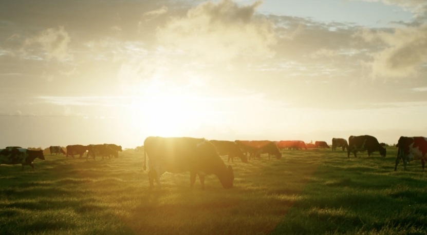 Anmum ảnh 2 Anmum anh 2