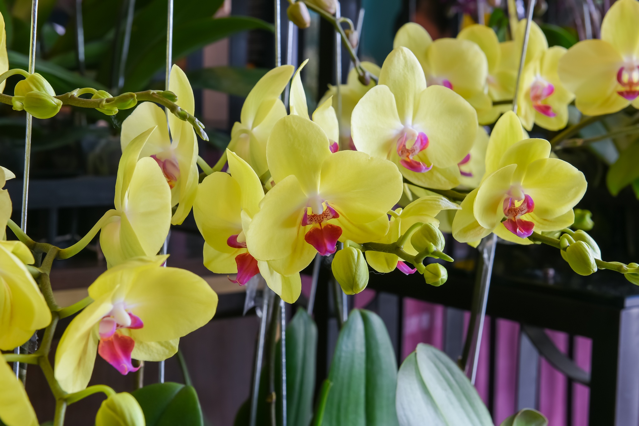 38 do Flower Market anh 4