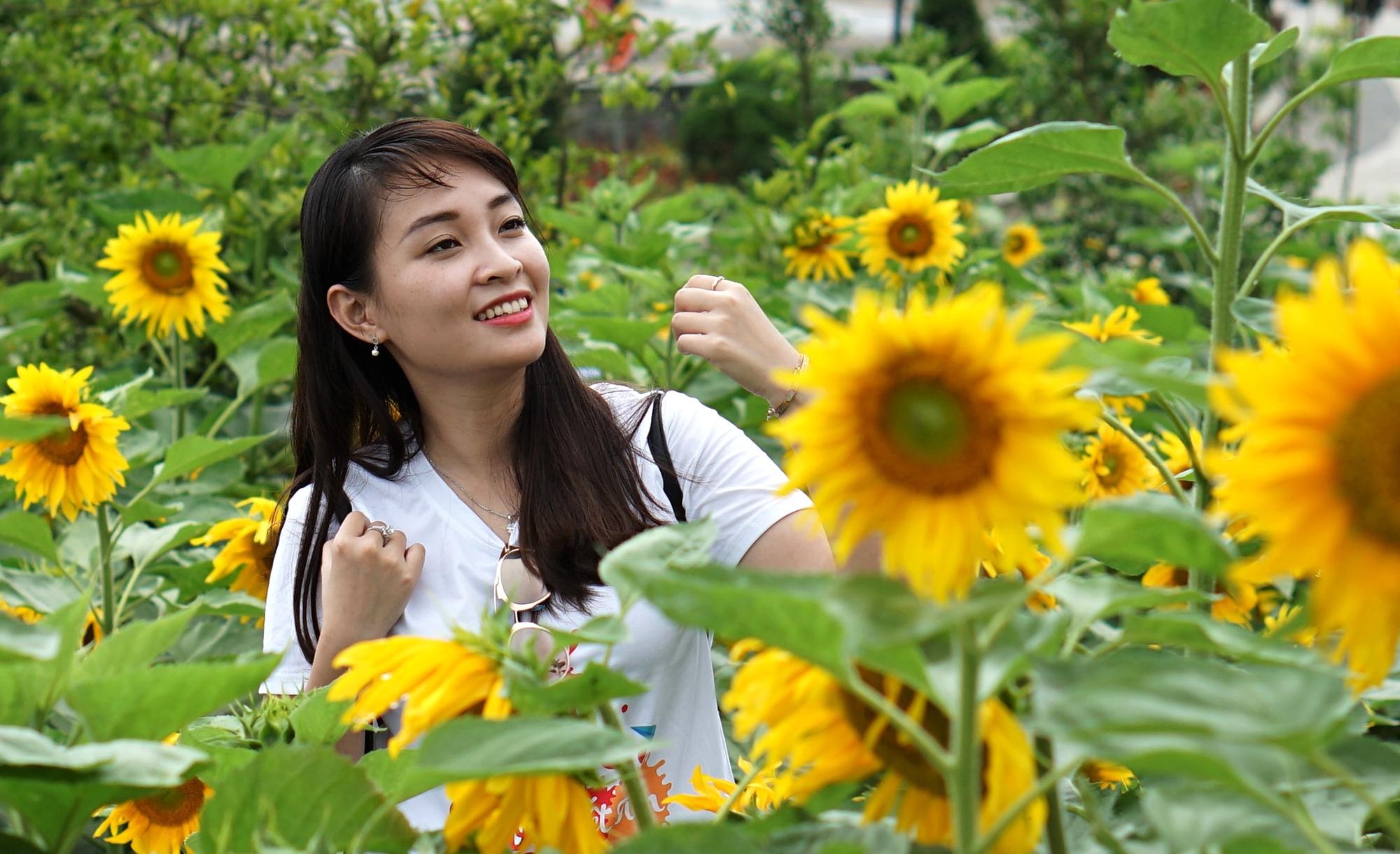 Doi huong duong rong 25.000 m2 hut du khach den Sa Pa hinh anh