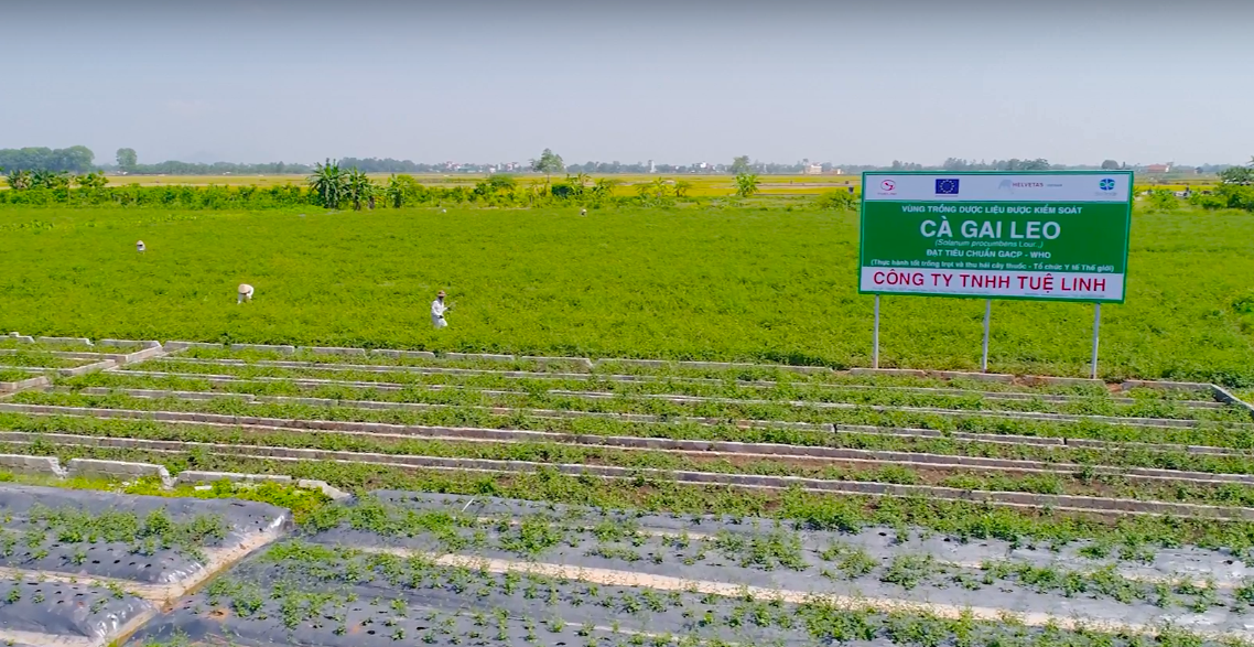 giai doc gan Tue Linh anh 3