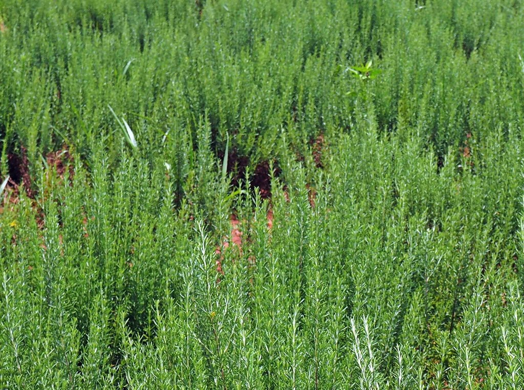 keo ong ảnh 2 keo ong anh 2