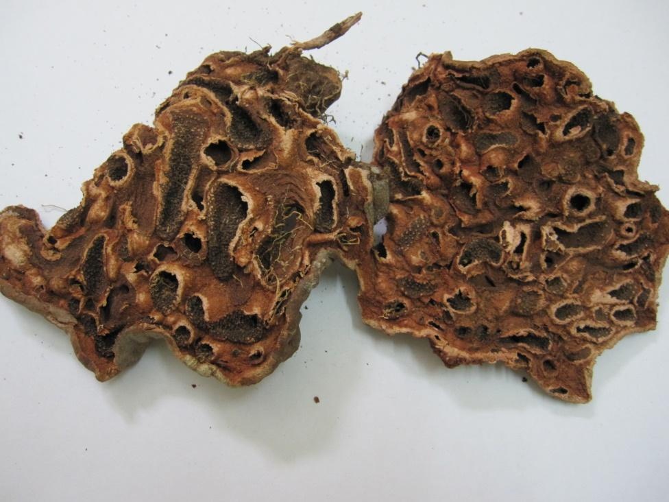 thoat vi dia dem anh 1