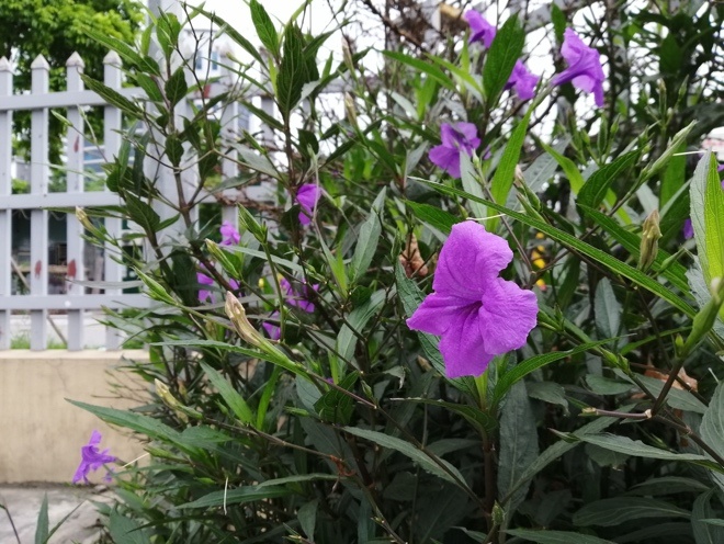 Huawei ảnh 3 Huawei anh 3