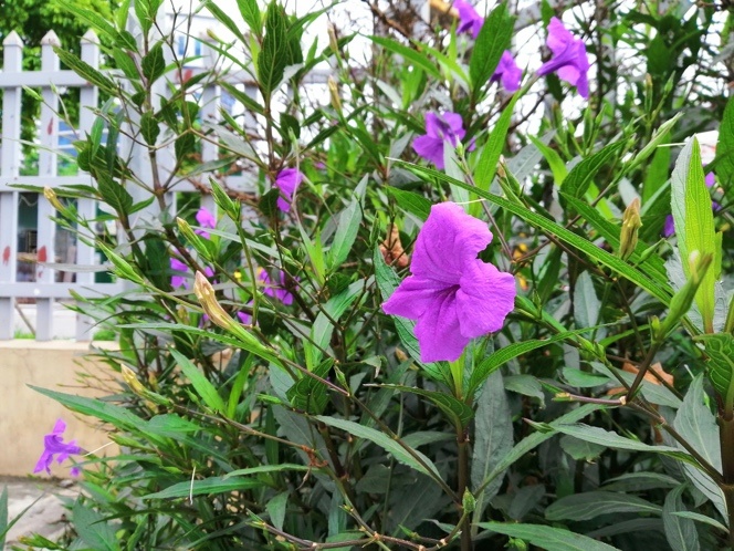 Huawei ảnh 4 Huawei anh 4