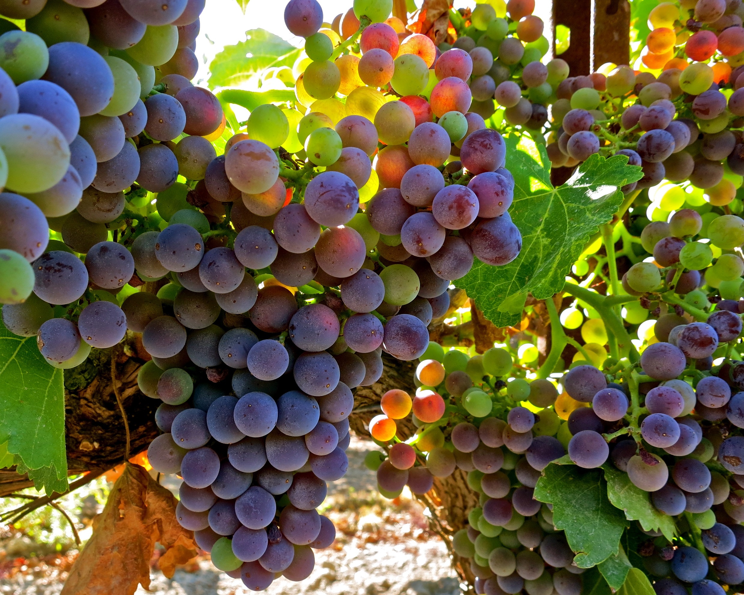 du lich Ninh Thuan anh 12