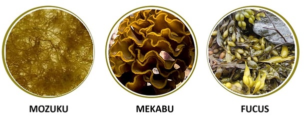 Fudcoidan rong nau anh 1