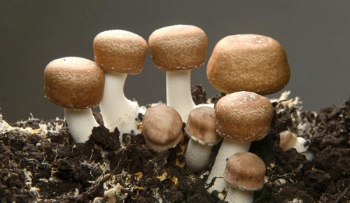 Fudcoidan rong nau anh 2