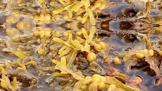 Fucoidan 3-Plus anh 2