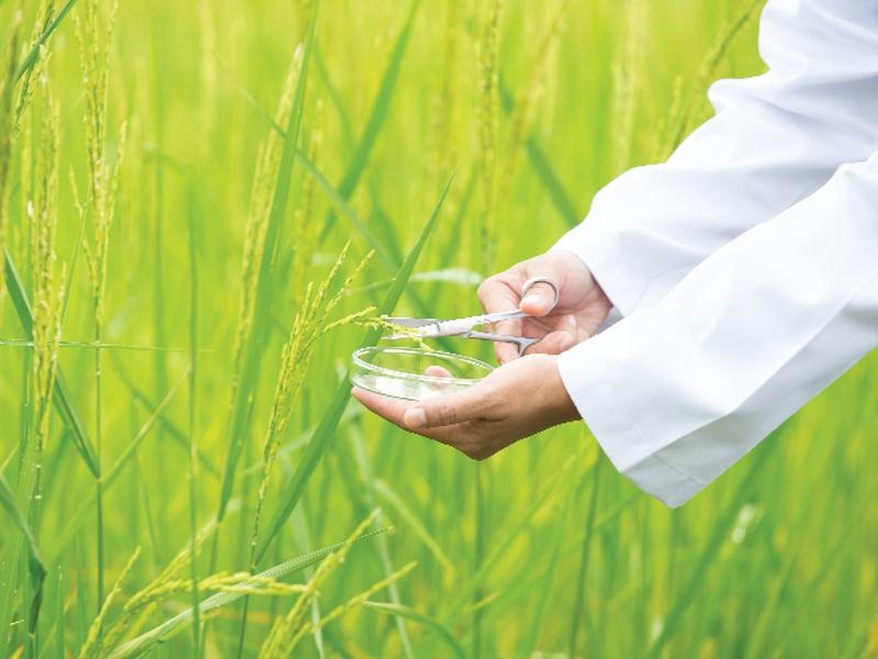 Vinaseed ra mat nhan dien moi voi y nghia '9 hat giong tien phong' hinh anh