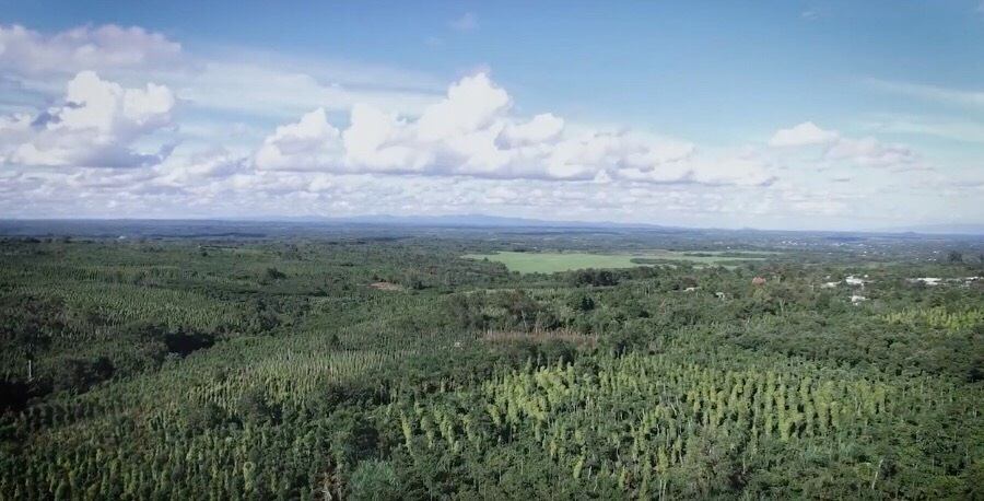 cà phê, xuất khẩu ảnh 1 ca phe, xuat khau anh 1