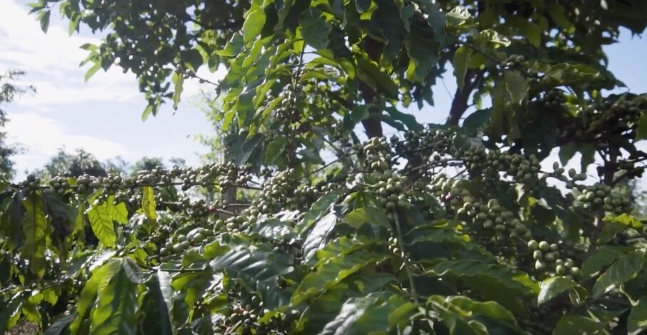 Nghich ly ca phe Viet Nam: Cua ngon ban ra nuoc ngoai? hinh anh