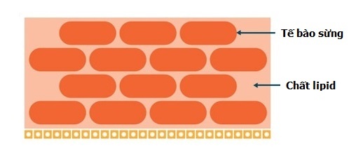 Atopalm ảnh 1 Atopalm anh 1