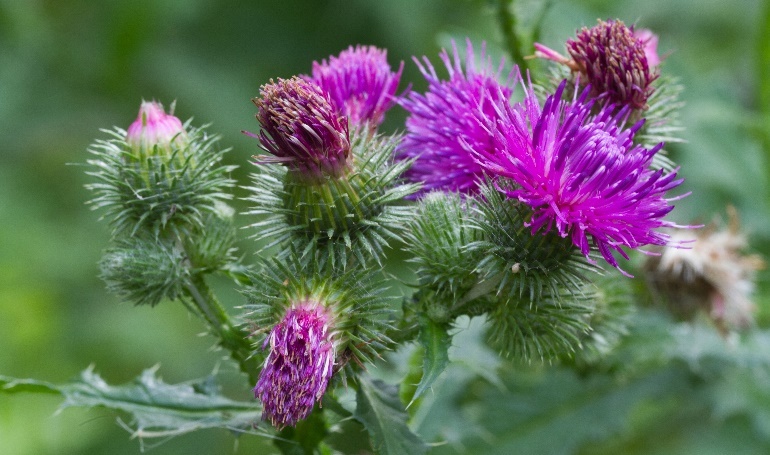 An Hầu Đan ảnh 2 An Hau Dan anh 2