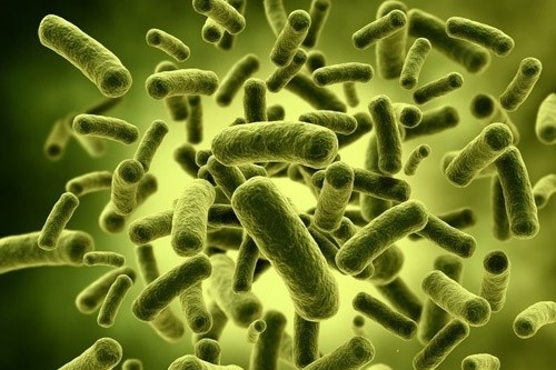 Ecopath Viet Nam anh 2