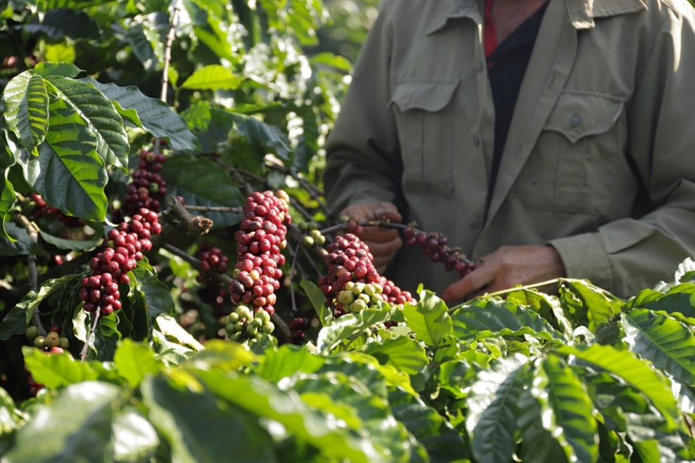 De ca phe Viet chuan quoc te, phai co nguoi trong theo UTZ hinh anh