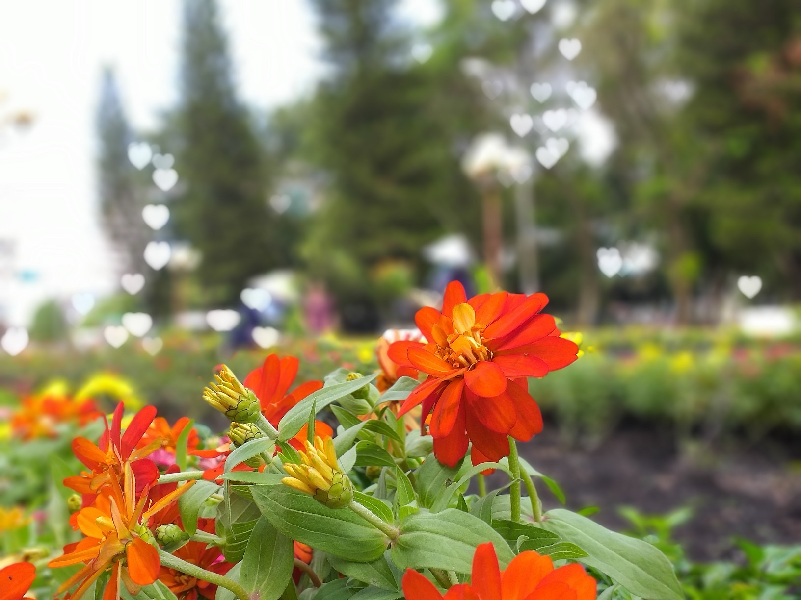 Galaxy J4+, Galaxy J6+ ảnh 4 Galaxy J4+, Galaxy J6+ anh 4