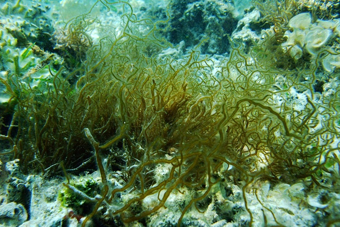 3 cong dung cua rong nau trong viec ho tro dieu tri ung thu hinh anh