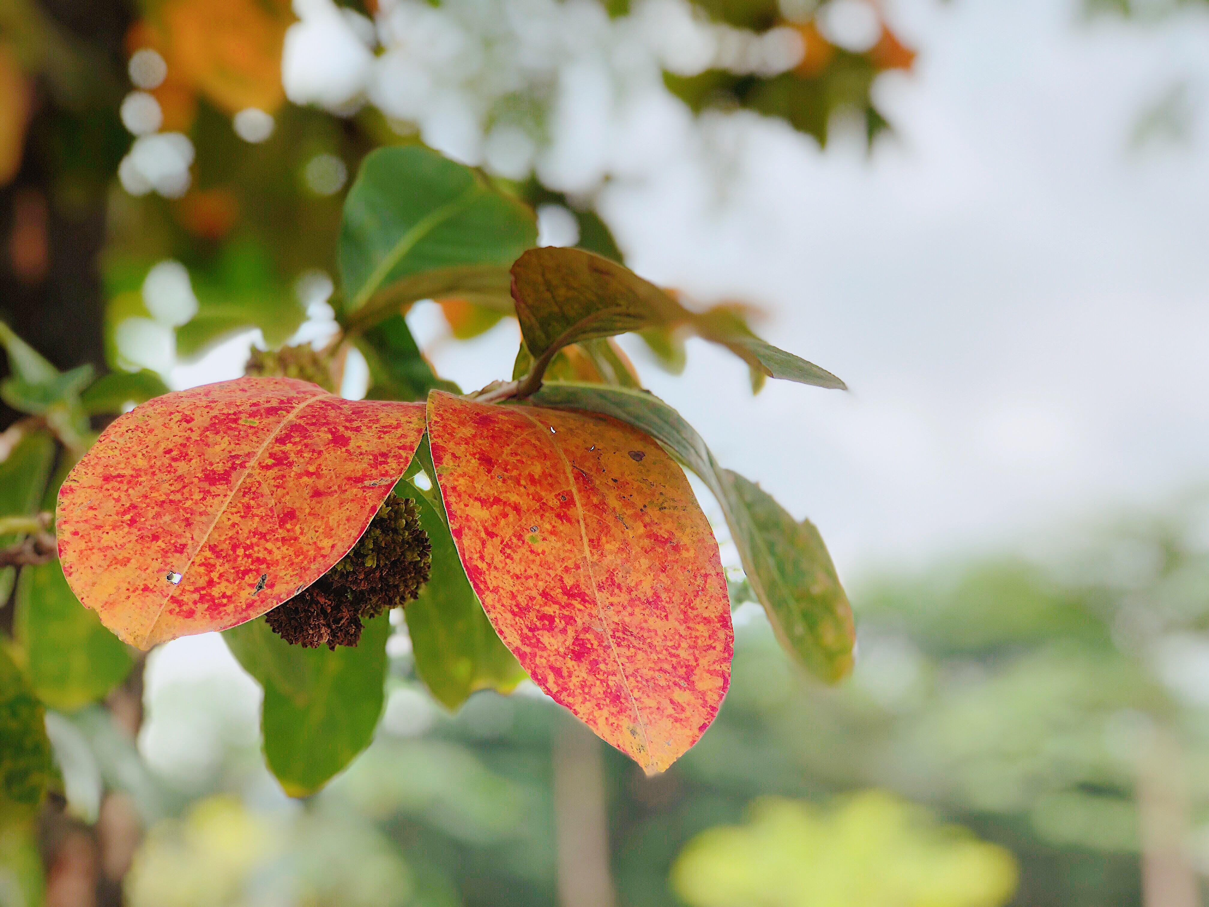 Ha Noi vao thu qua ong kinh AI camera hinh anh