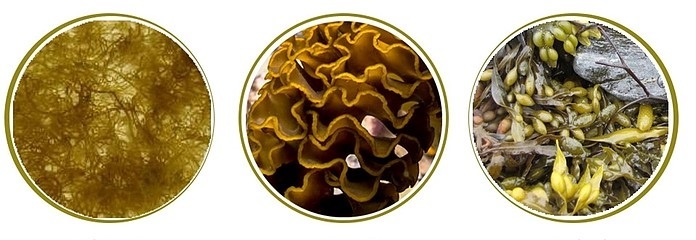 Fucoidan 3-Plus anh 2