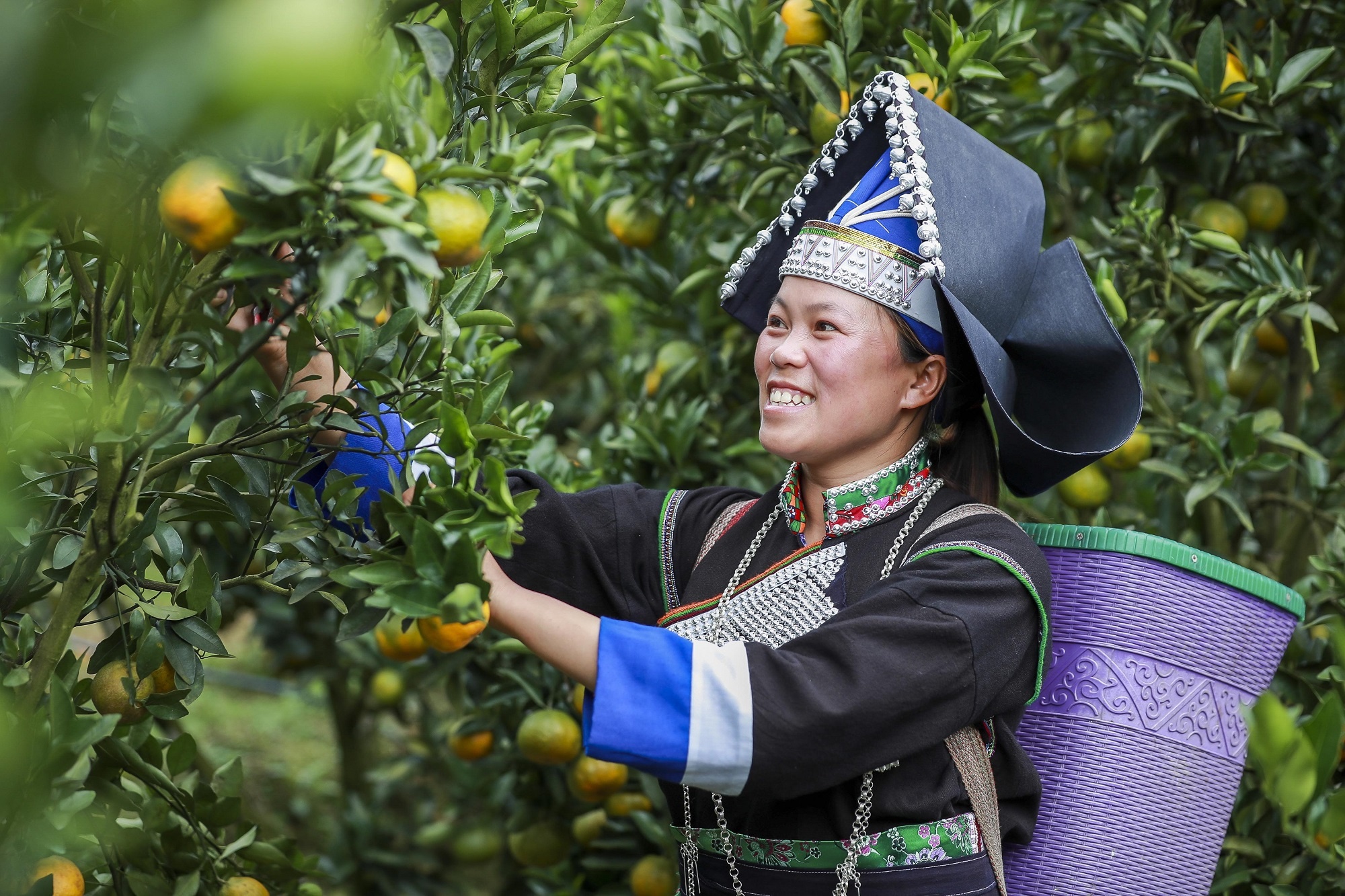 Nong dan Muong Khuong ban quyt bang Facebook, Zalo hinh anh