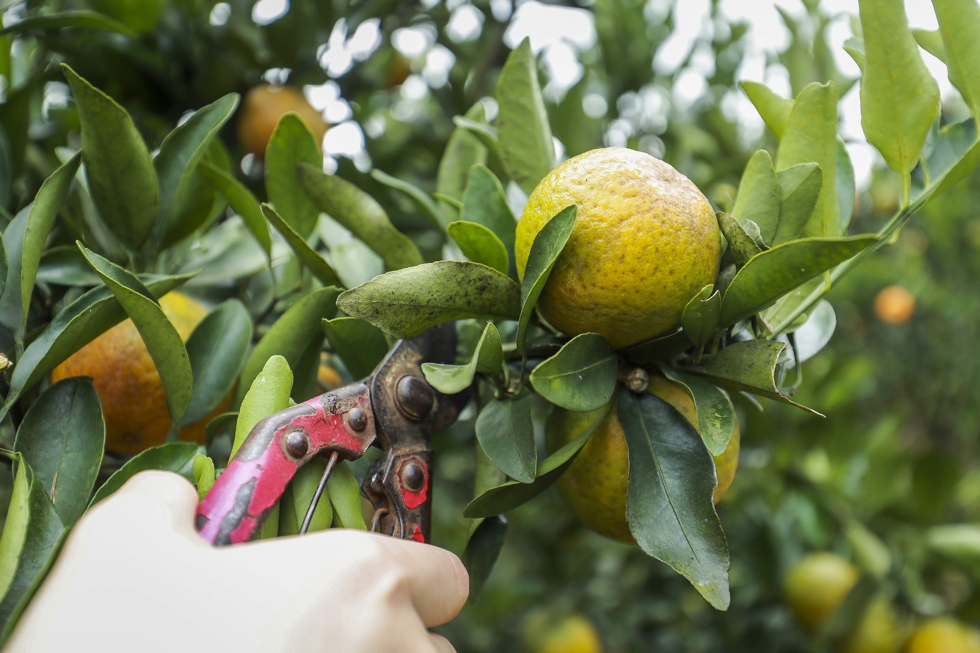 Viettel Lao Cai anh 7
