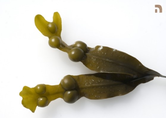 Fucoidan 3-Plus anh 3