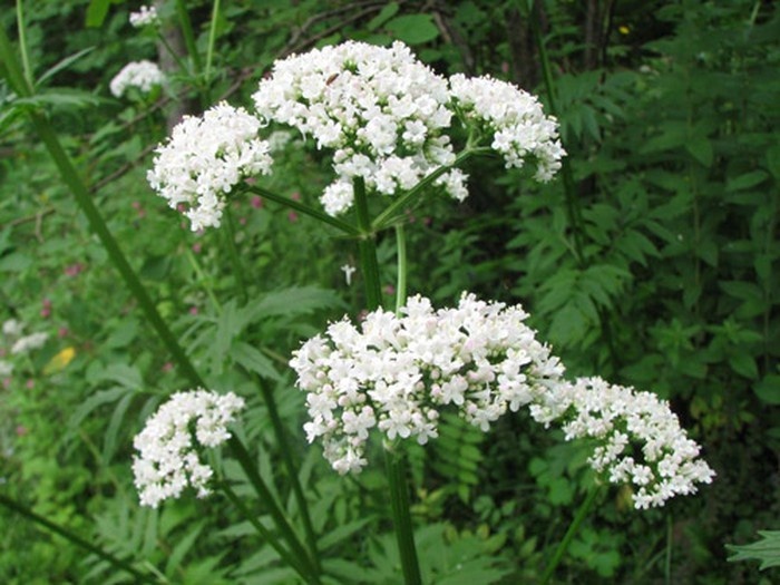 Cai thien giac ngu nho thao duoc trong Dinh tam an giac hinh anh