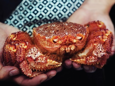 Sushi Hokkaido Sachi ảnh 2 Sushi Hokkaido Sachi anh 2