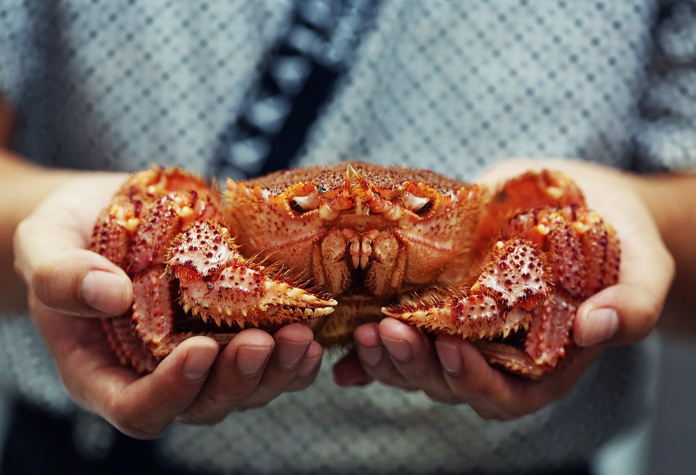 Hokkaido Sachi anh 6