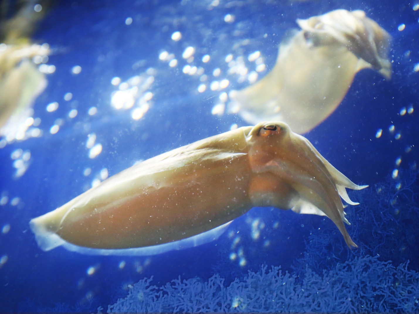 Hokkaido Sachi anh 7