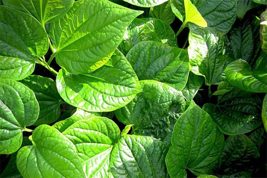 phac do An Cot Nam anh 2