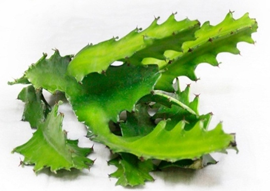 phac do An Cot Nam anh 3