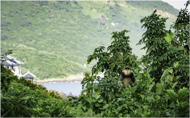 InterContinental Danang ảnh 3 InterContinental Danang anh 3
