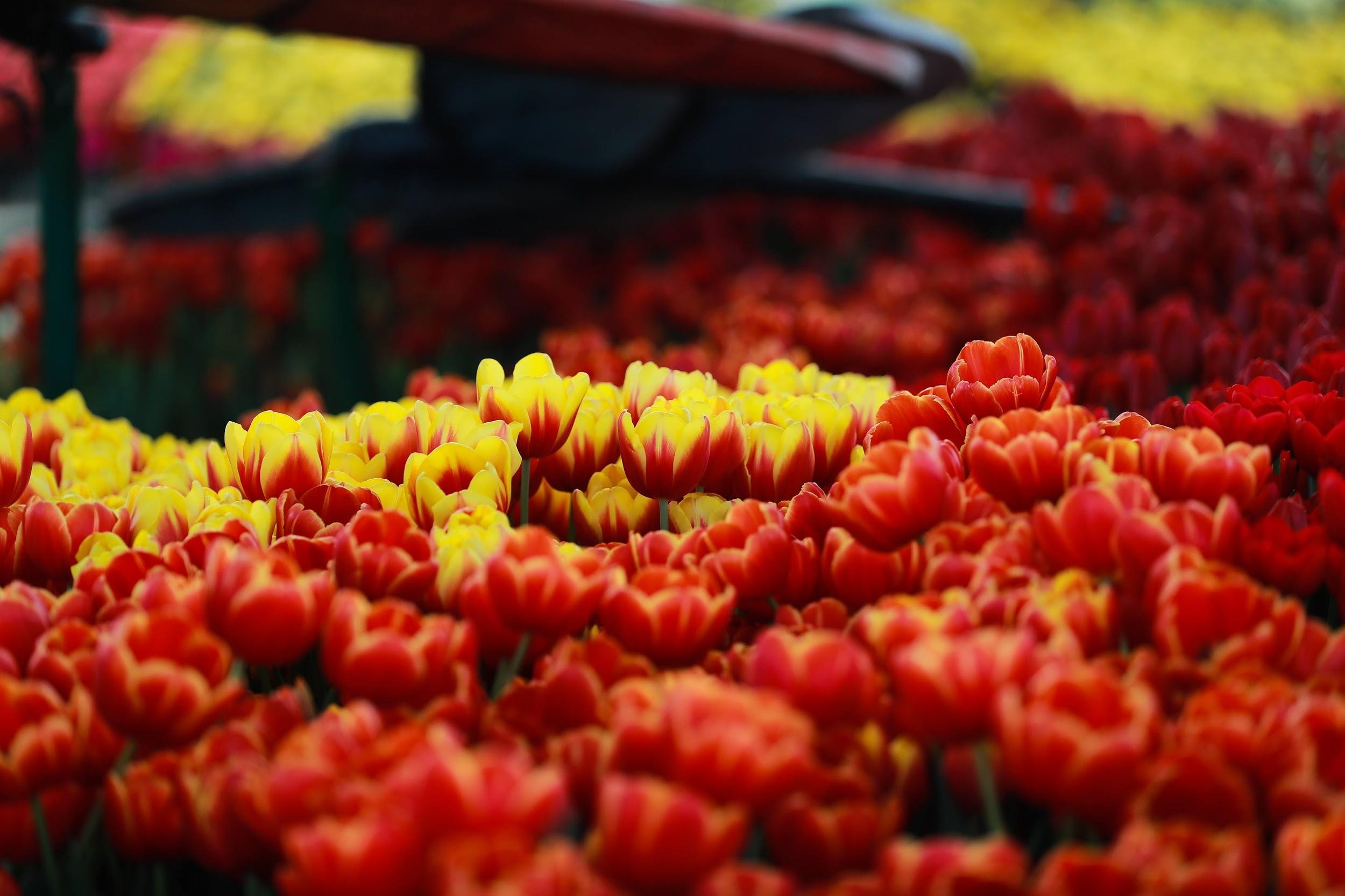 Vinpearl Land ảnh 1 Vinpearl Land anh 1