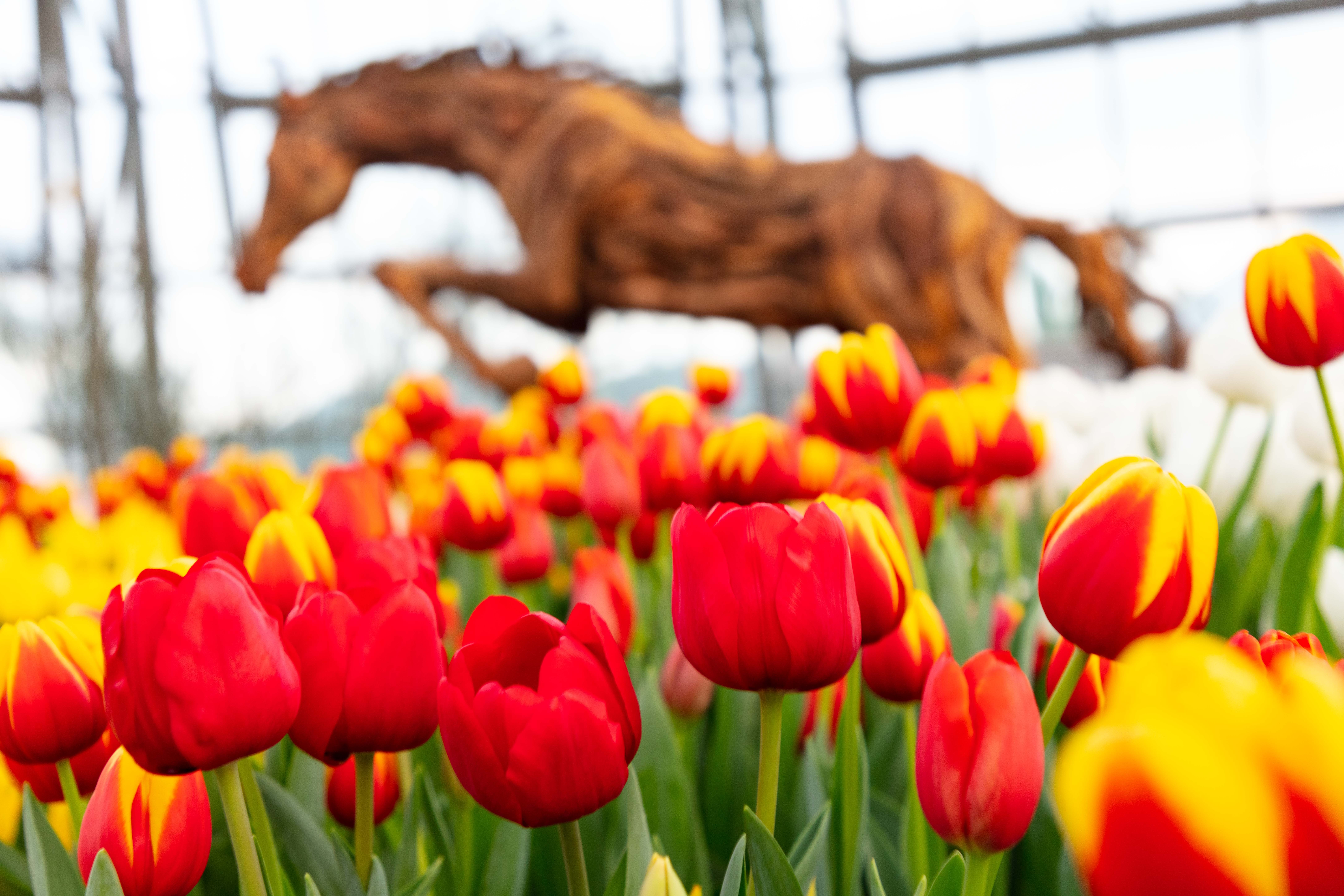 Vinpearl Land ảnh 3 Vinpearl Land anh 3