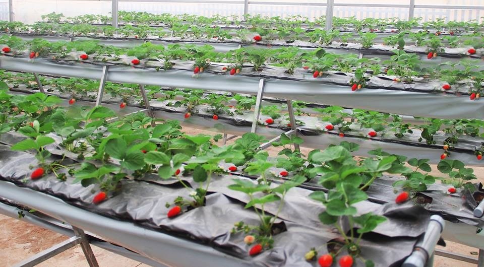 Fresh Dalat ảnh 4 Fresh Dalat anh 4