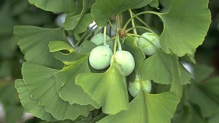 Welhair for Women anh 2