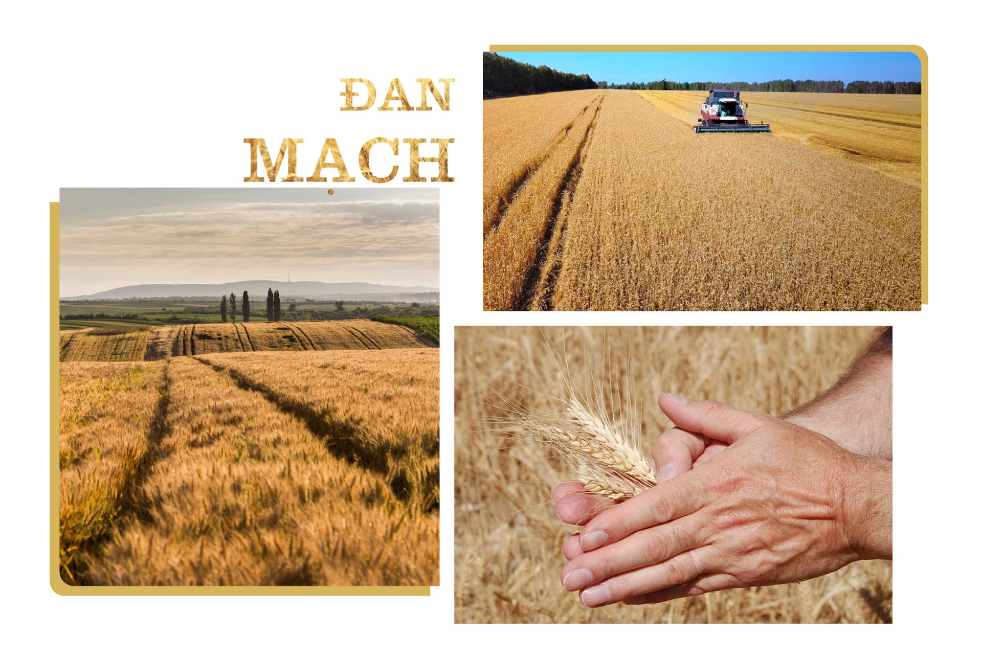 Danisa ảnh 4 Danisa anh 4