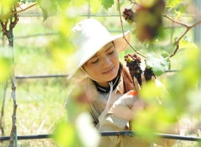 Hanh trinh 'vuot kho' voi cay nho cua nhung nguoi lam Vang DaLat hinh anh