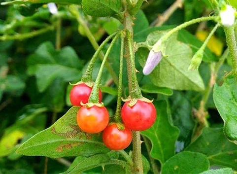 Nghien cuu ve cong dung cua giai doc gan Tue Linh hinh anh