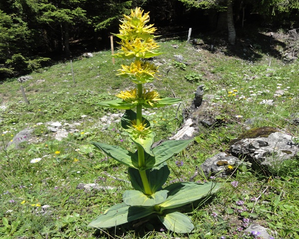 Appetito bimbi ảnh 4 Appetito bimbi anh 4