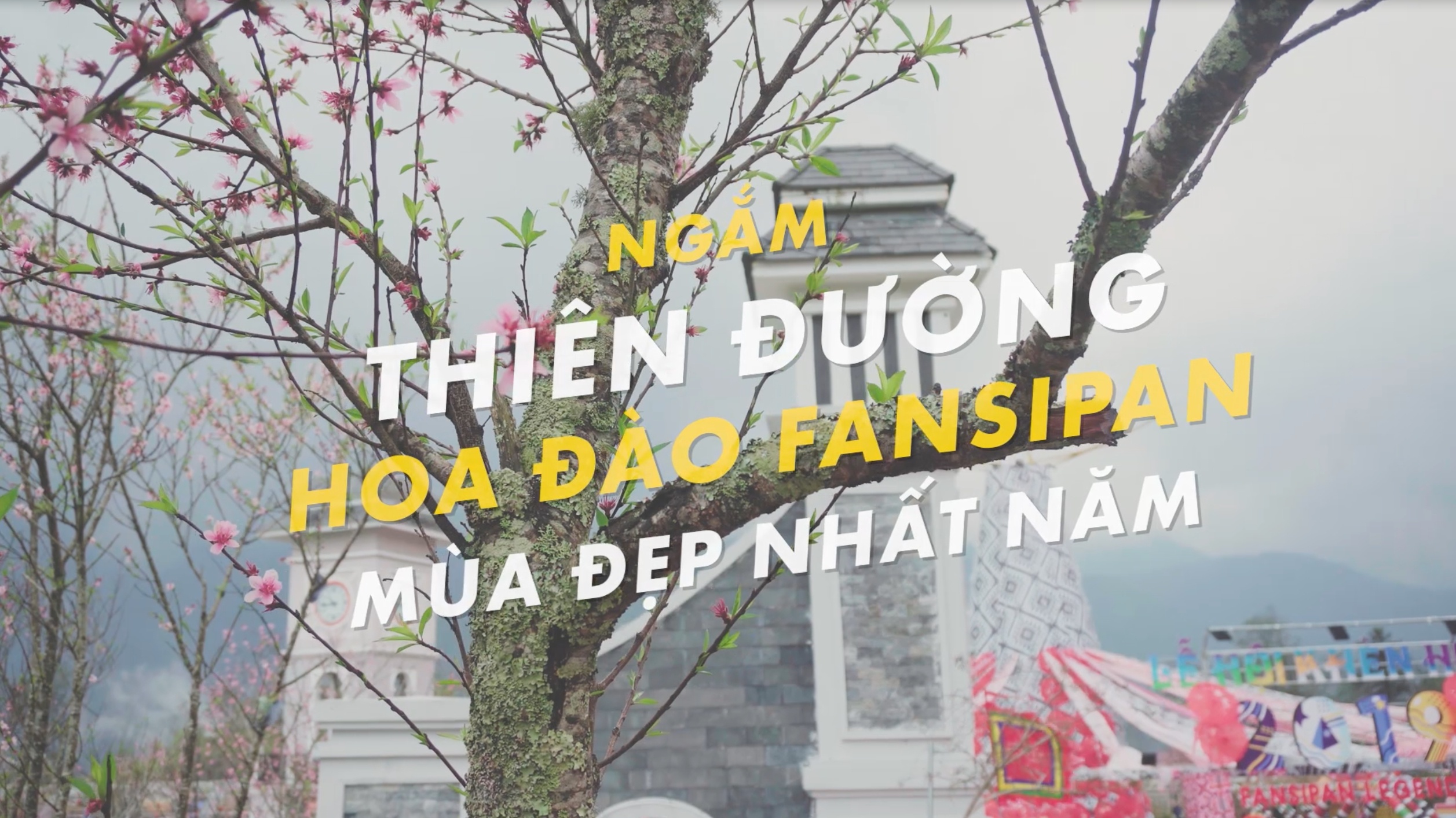 Ngam thien duong hoa dao Fansipan mua dep nhat nam hinh anh
