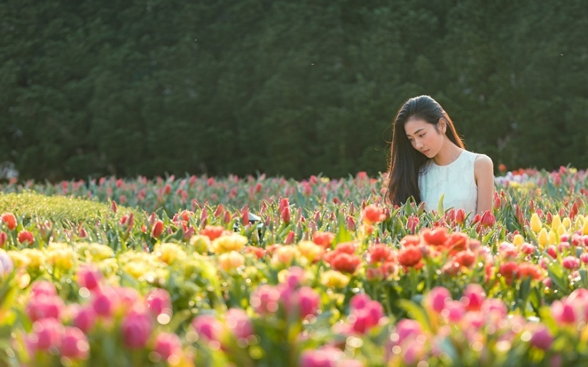 Len Ba Na do sac voi hoa tulip hinh anh