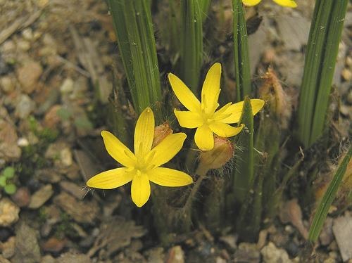 Sâm nhung cường lực Tuệ Linh ảnh 1 Sam nhung cuong luc Tue Linh anh 1