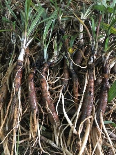 Sâm nhung cường lực Tuệ Linh ảnh 2 Sam nhung cuong luc Tue Linh anh 2