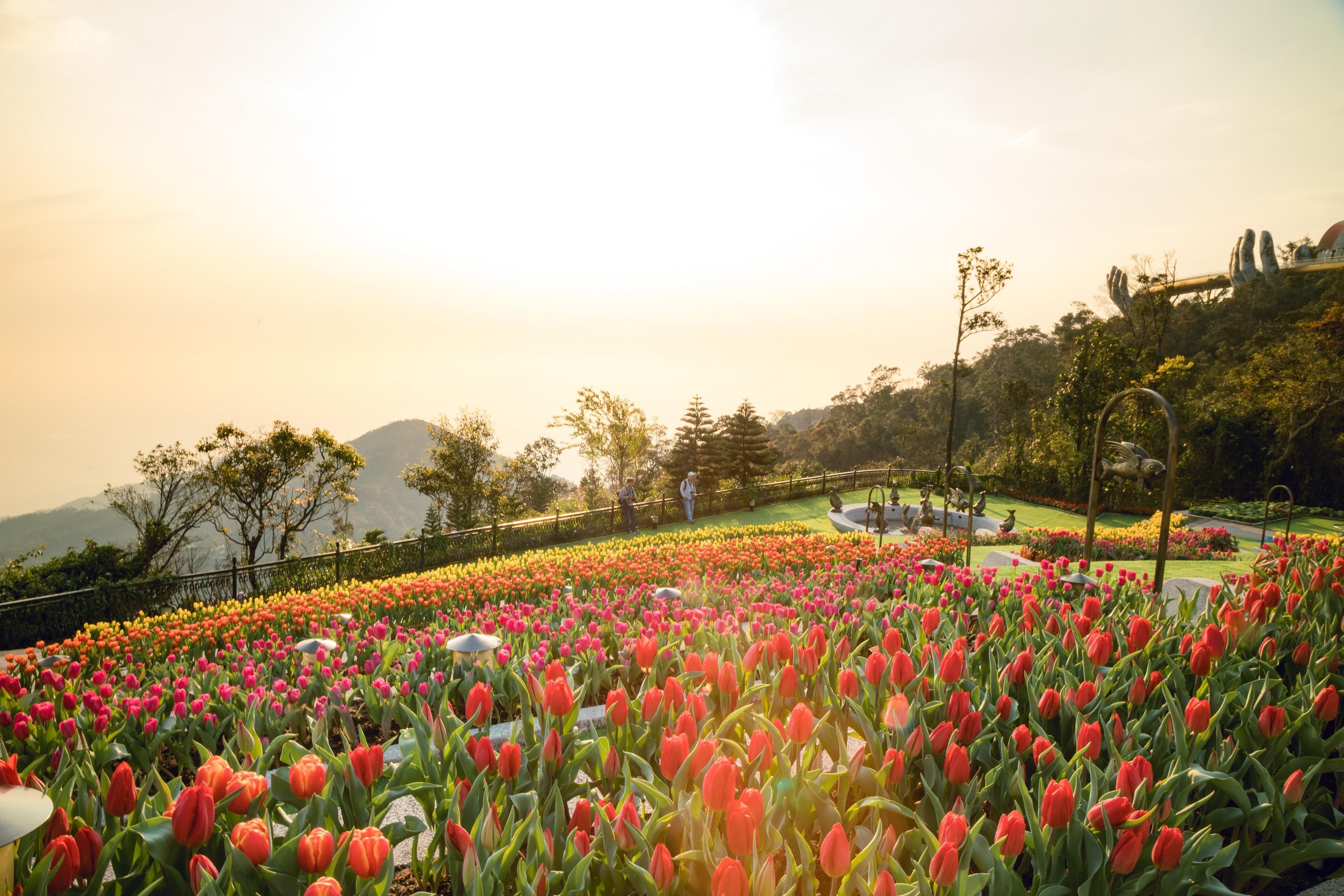 Xu so dieu ky cua trieu doa hoa tulip hinh anh