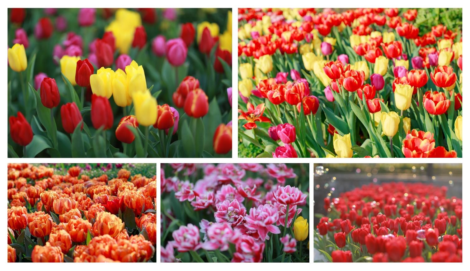 Sun Group, hoa tulip ảnh 5 Sun Group, hoa tulip anh 5