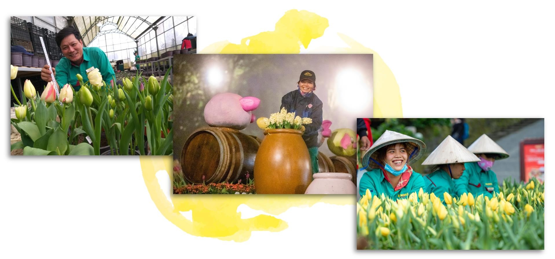 Sun Group, hoa tulip ảnh 7 Sun Group, hoa tulip anh 7